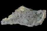 Partial Crystal Filled Fossil Whelk - Rucks Pit, FL #69066-1